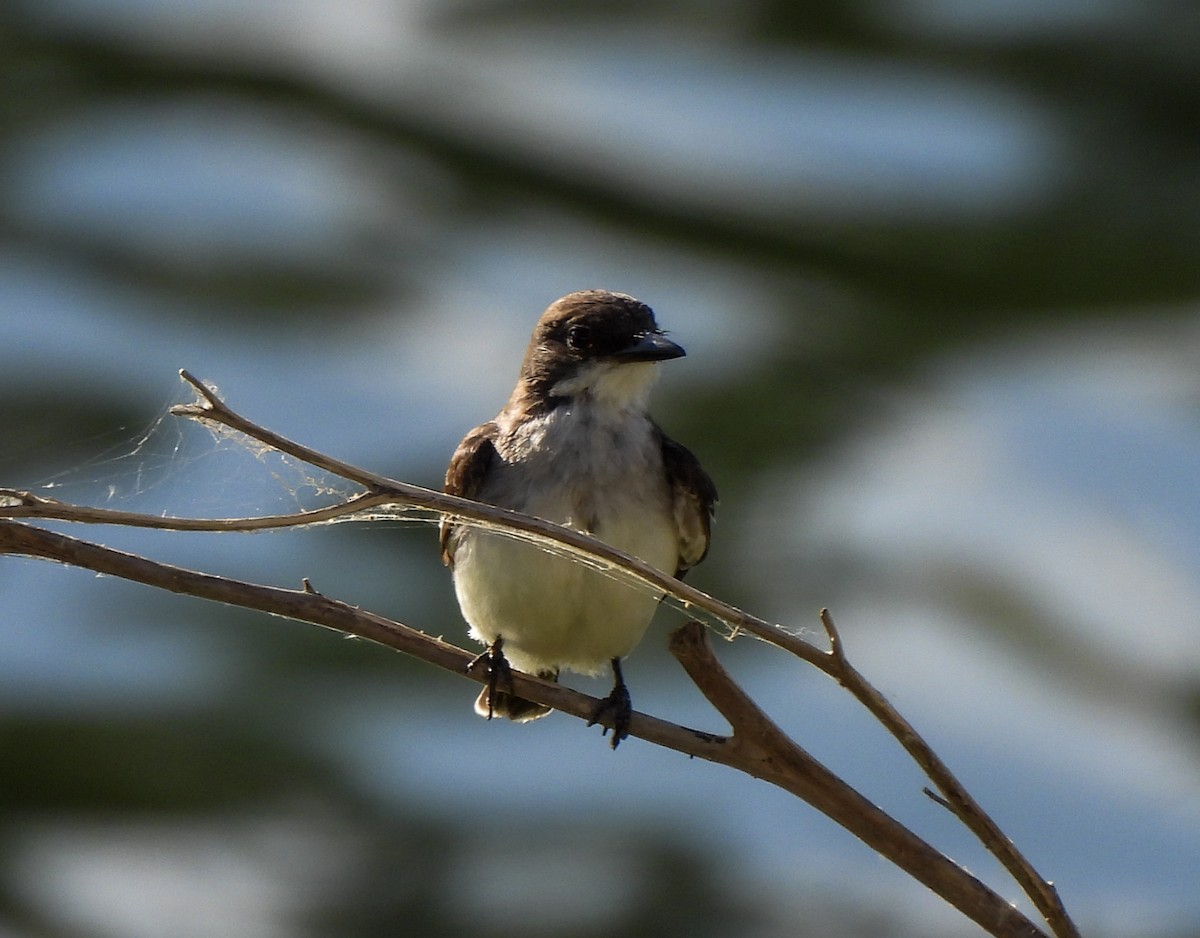 tyran obecný - ML645973979