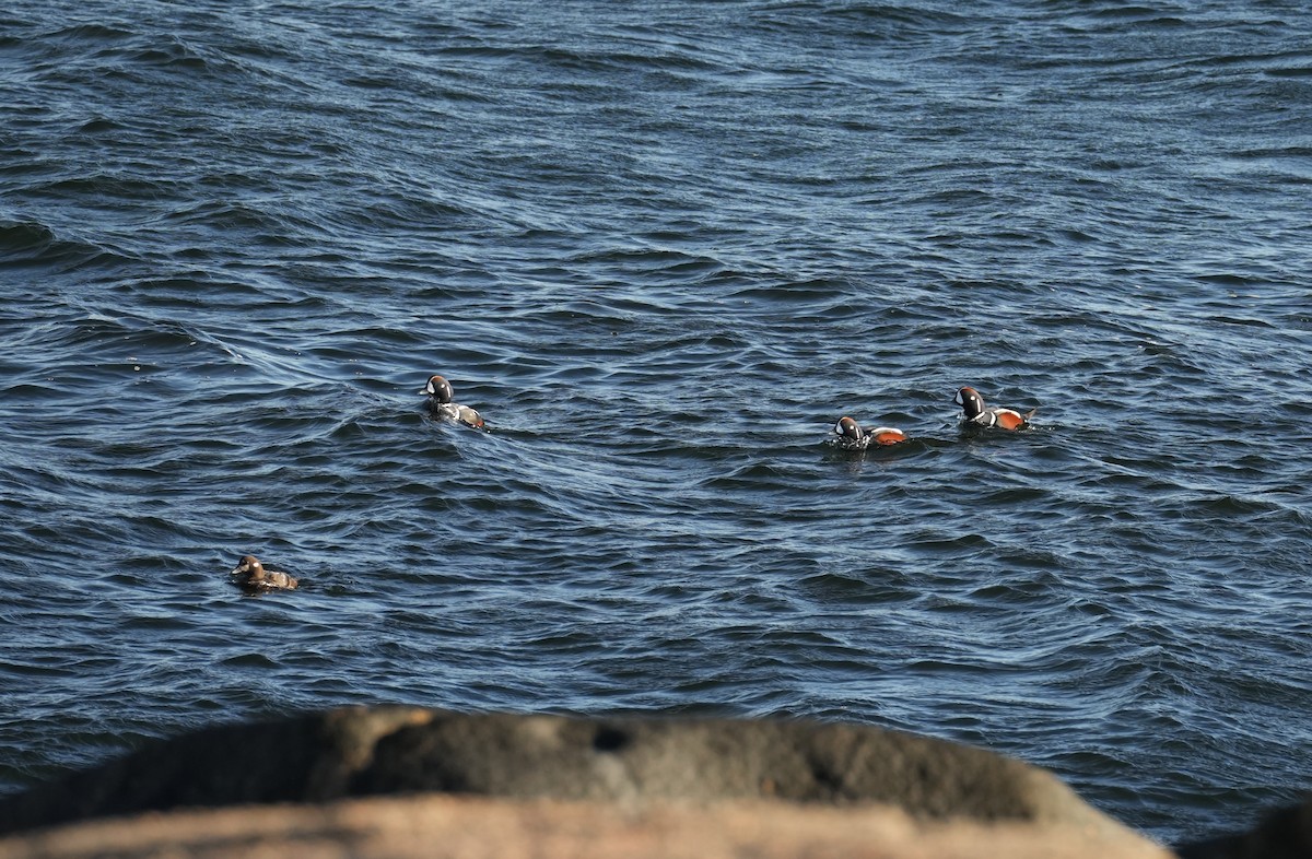 Ahate arlekina - ML645973983