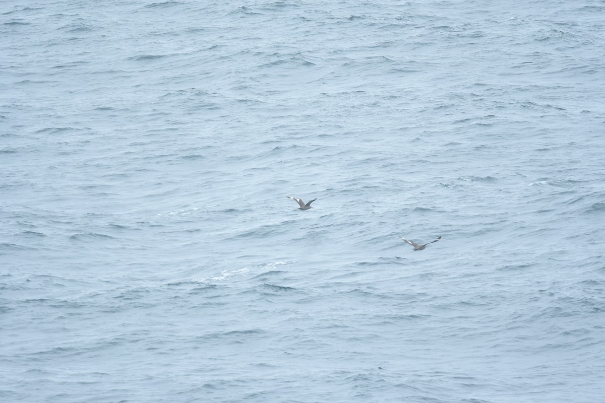 South Polar Skua - ML645973988
