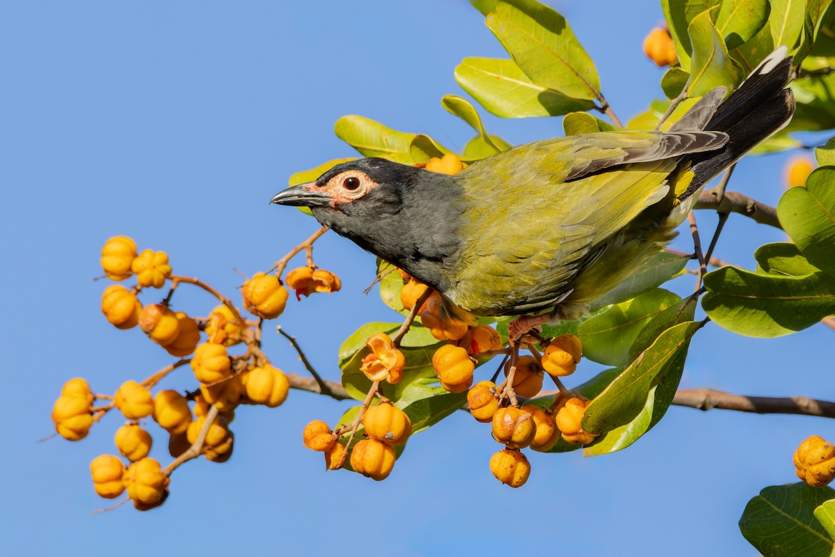 Australasian Figbird - ML645974009