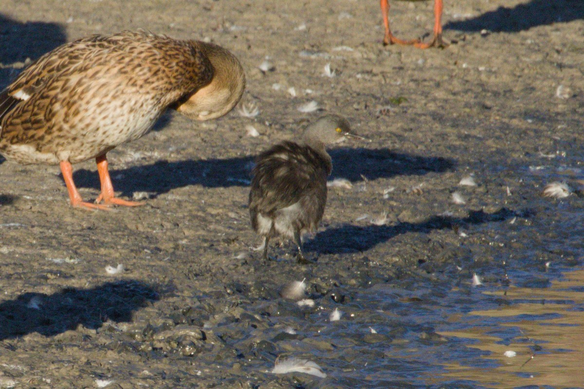 Least Grebe - ML645974011