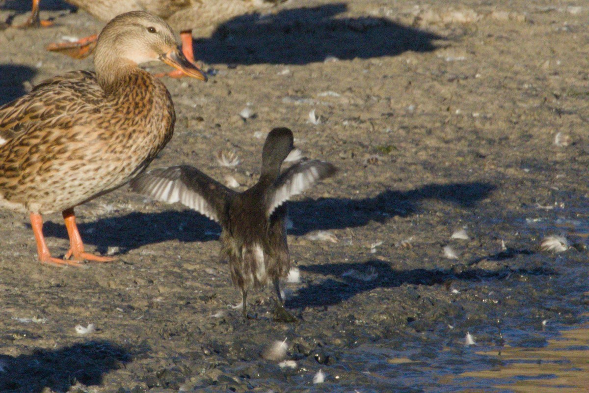 Least Grebe - ML645974012