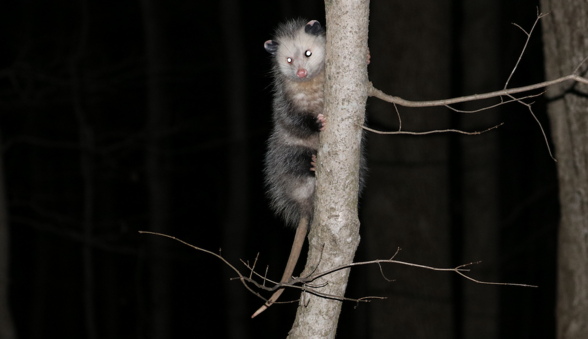 Virginia Opossum - ML645974016