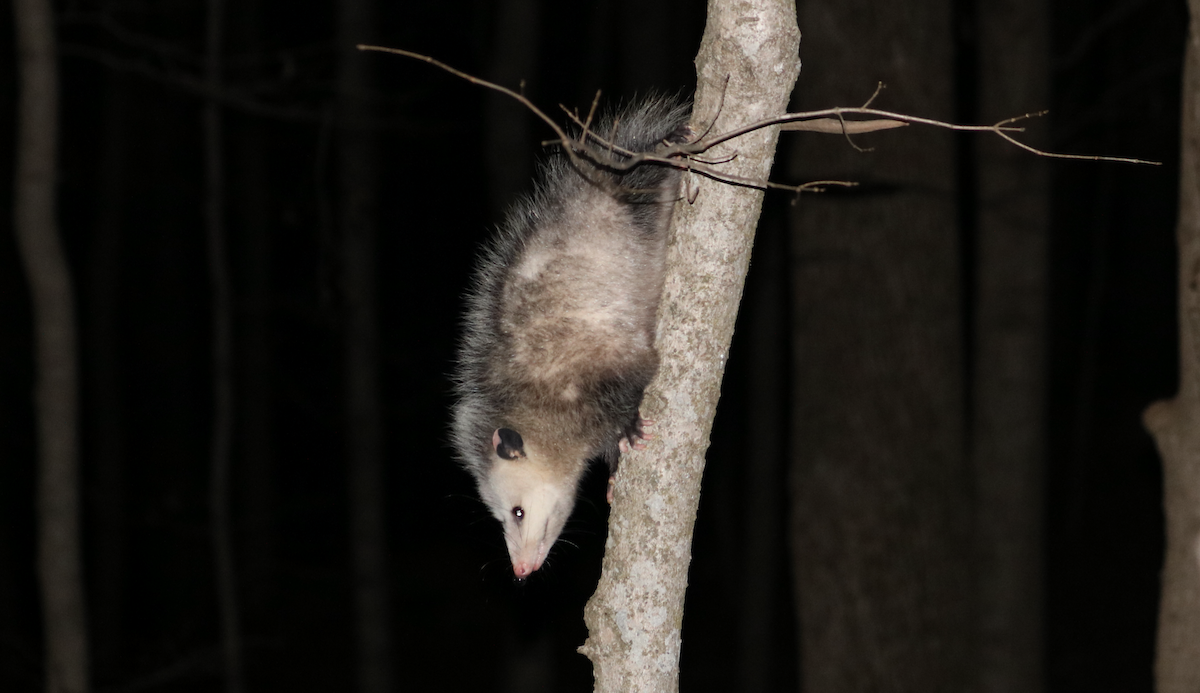 Virginia Opossum - ML645974017
