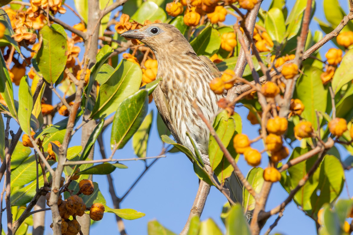 Australasian Figbird - ML645974018