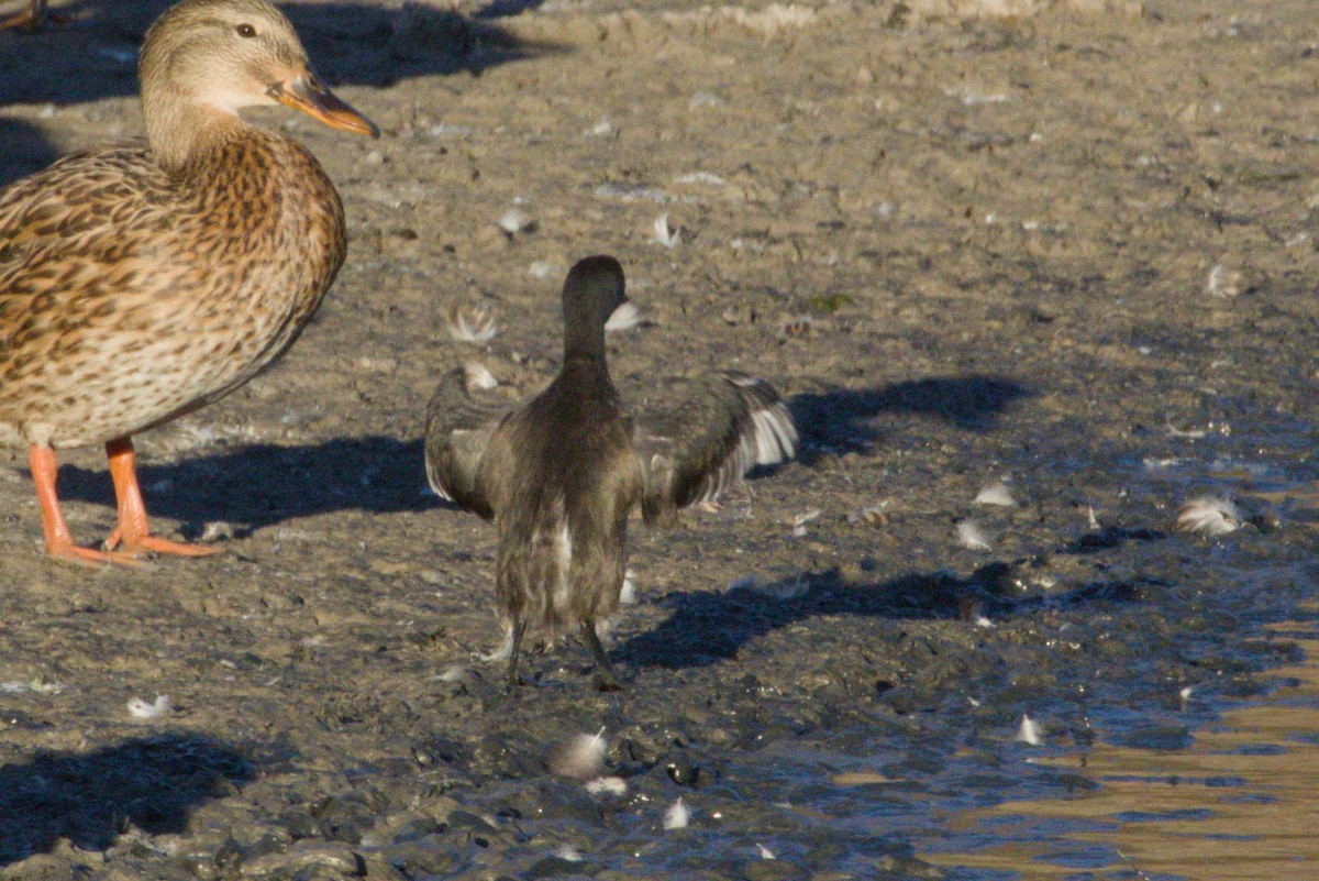 Least Grebe - ML645974019