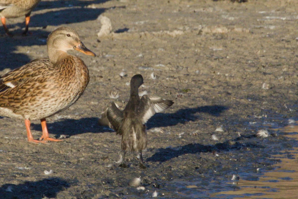 Least Grebe - ML645974021