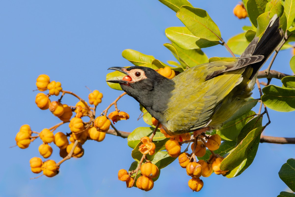 Australasian Figbird - ML645974022