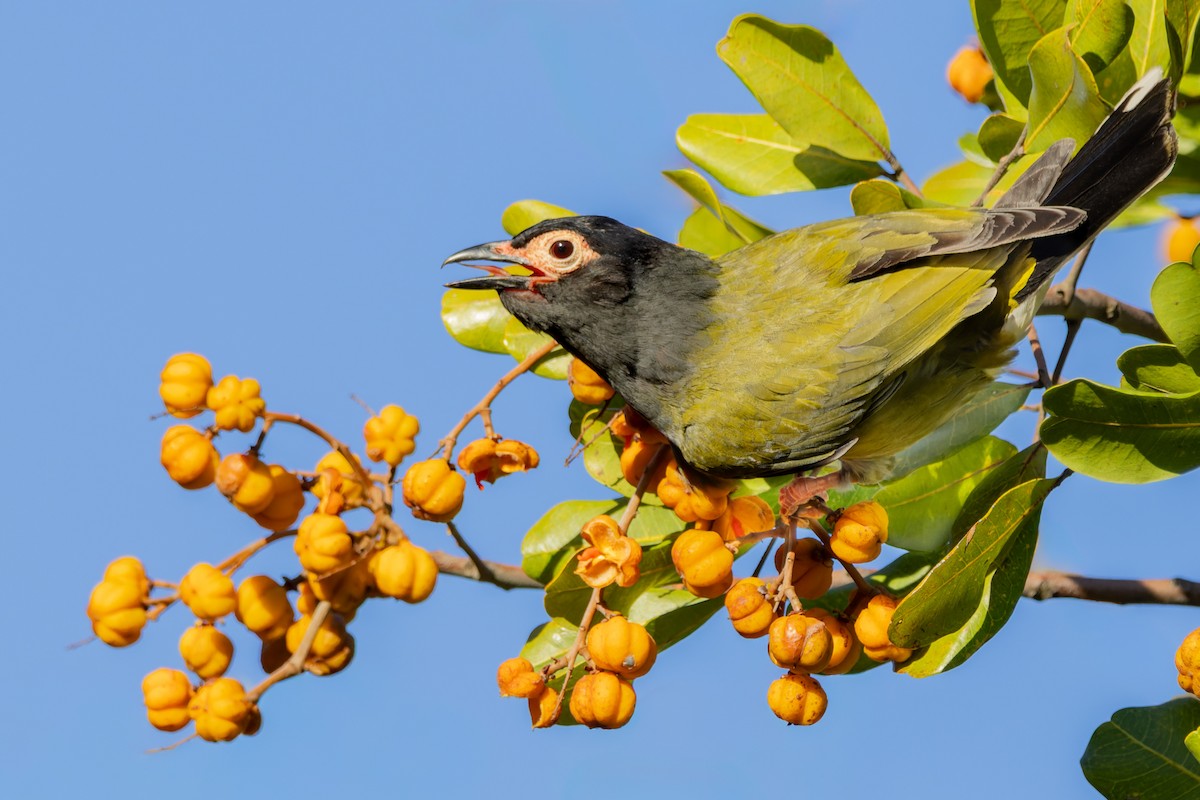 Australasian Figbird - ML645974023