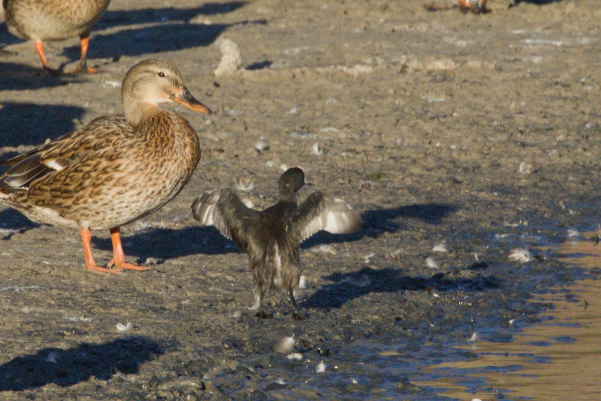 Least Grebe - ML645974025