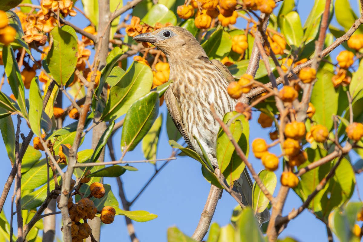 Australasian Figbird - ML645974026