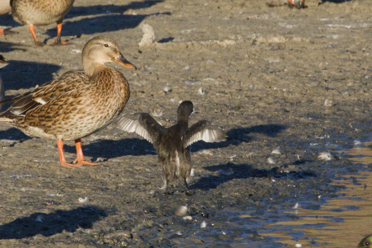 Least Grebe - ML645974027