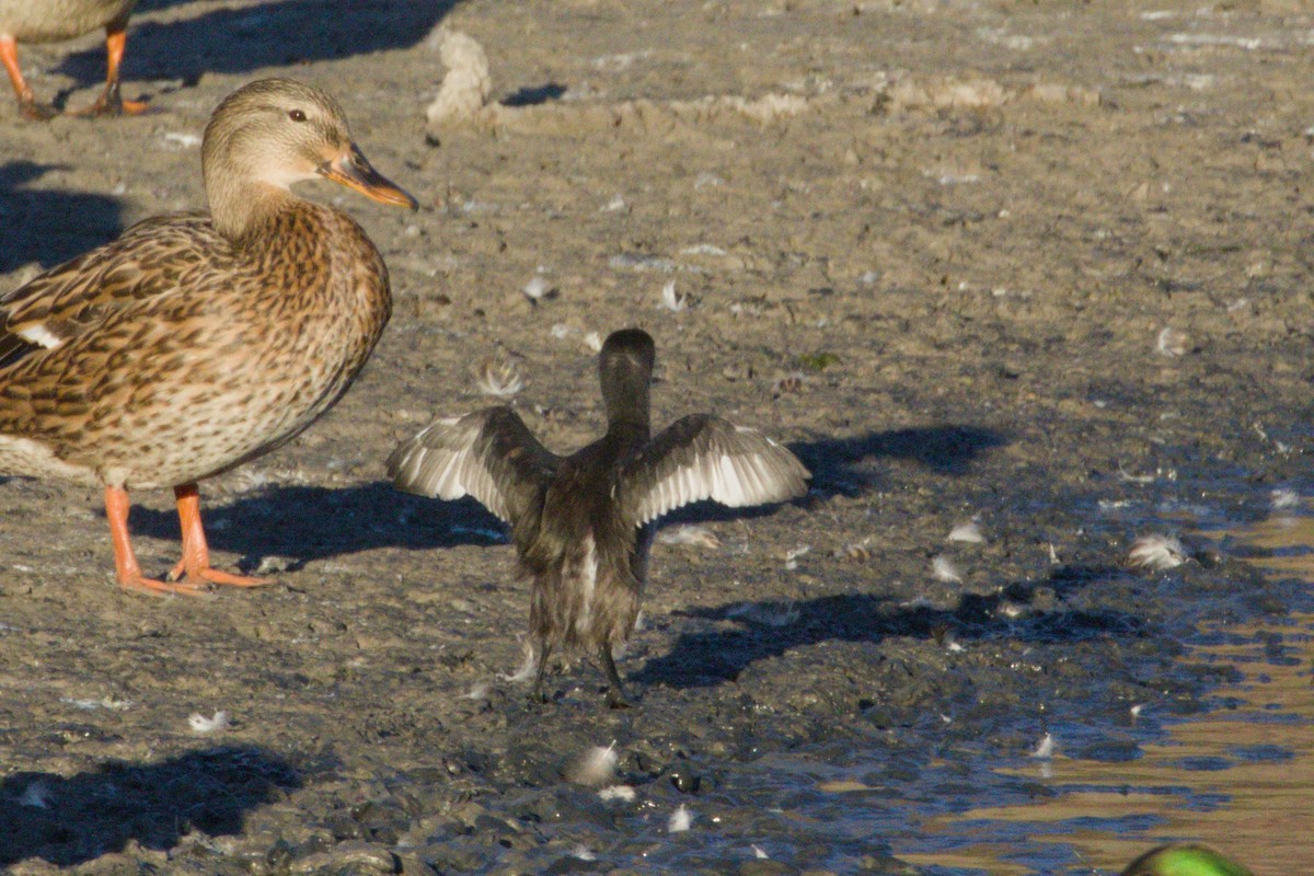 Least Grebe - ML645974028