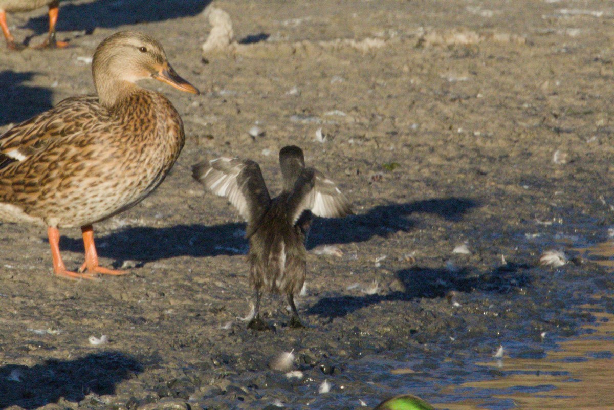 Least Grebe - ML645974035