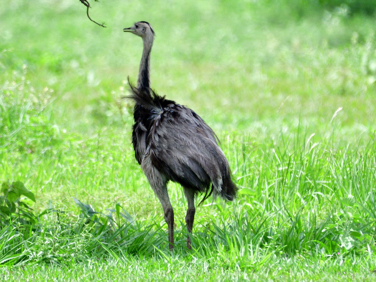 Greater Rhea - ML645974044