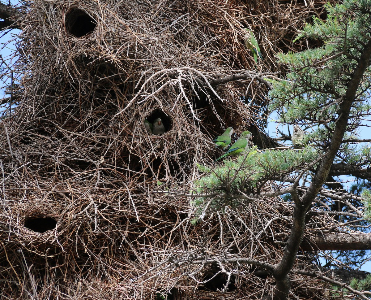 Калита сіроволий - ML645974046