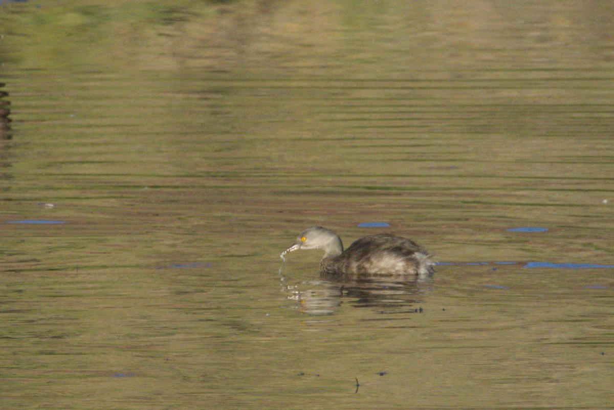Least Grebe - ML645974050