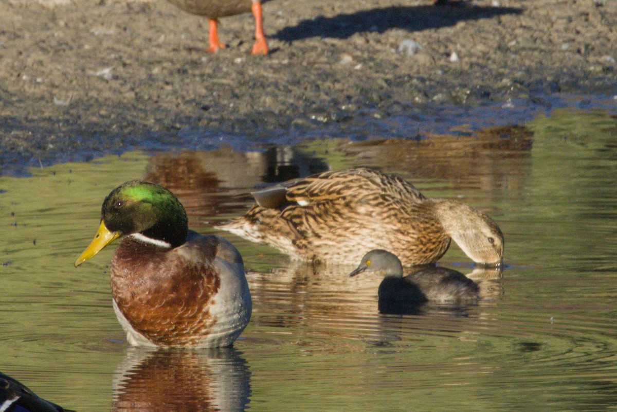 Least Grebe - ML645974051