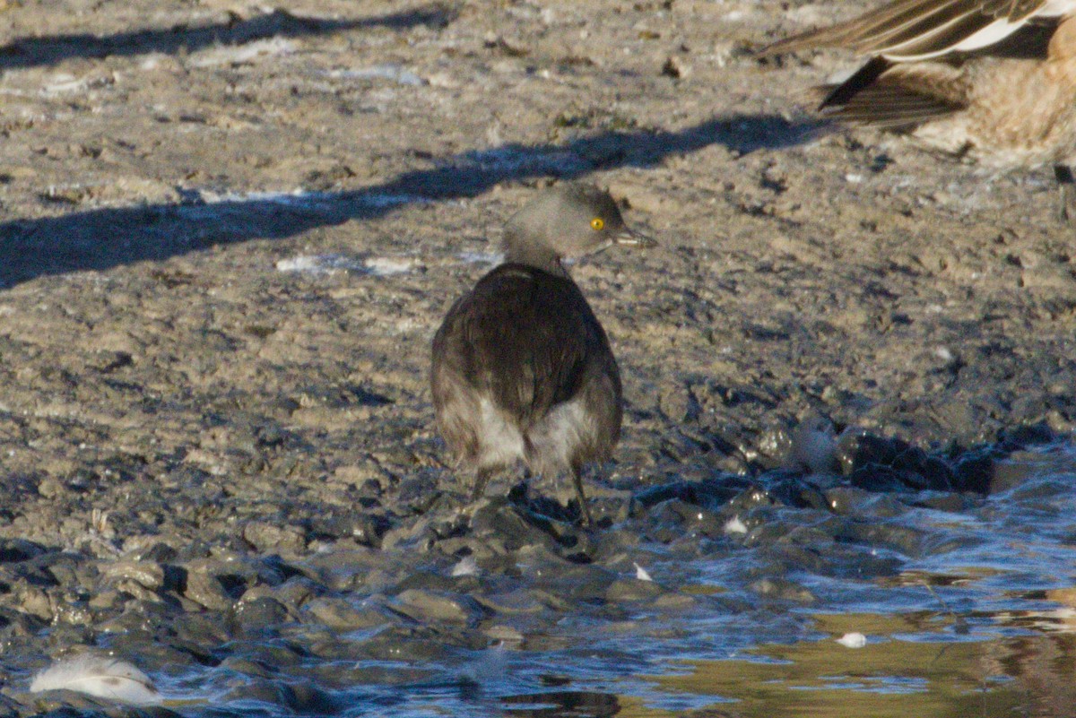 Least Grebe - ML645974053