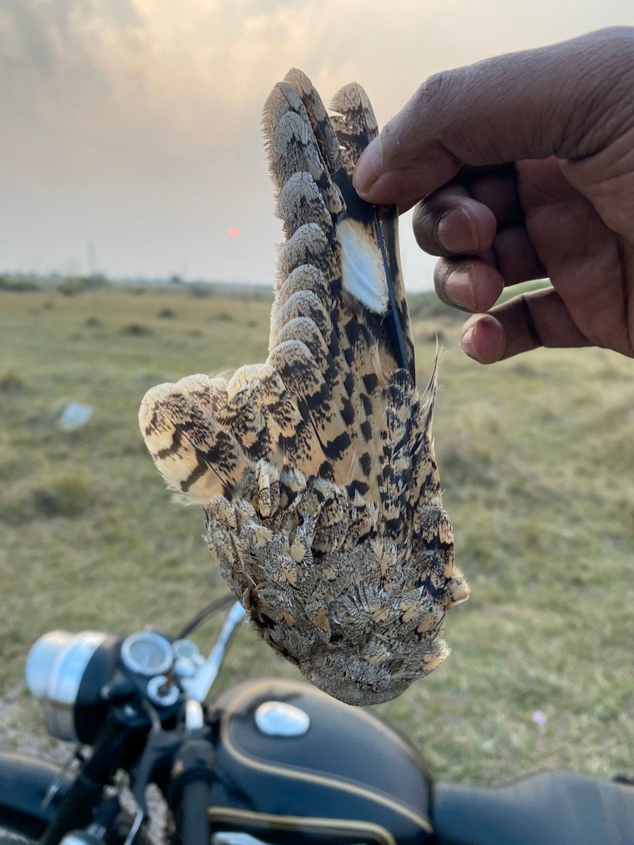 Sykes's Nightjar - ML645974065