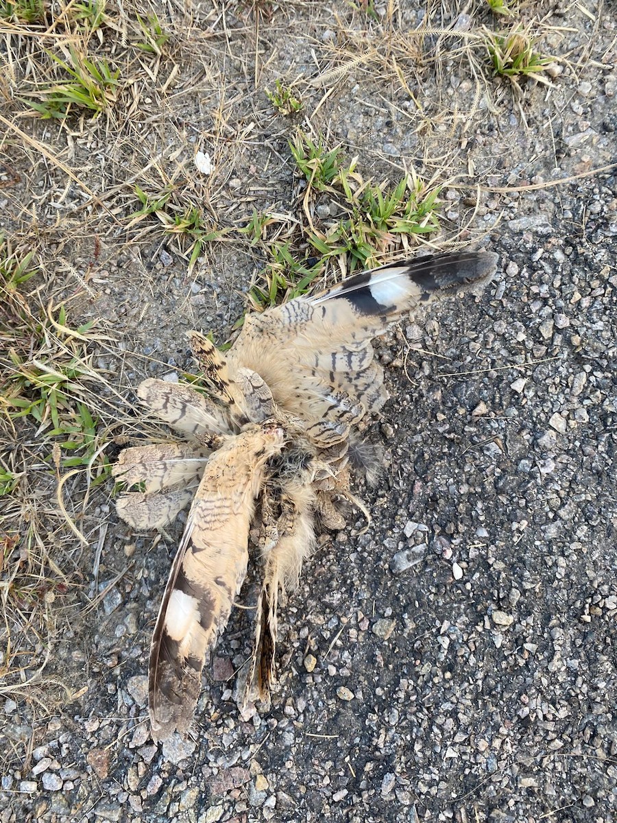 Sykes's Nightjar - ML645974066