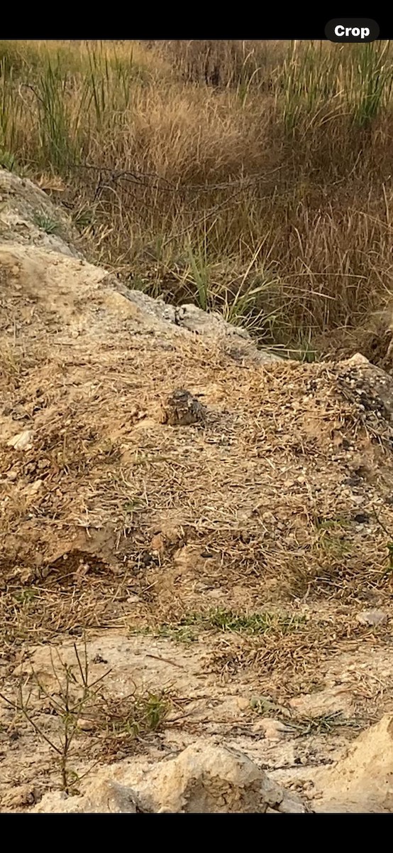 Sykes's Nightjar - ML645974067