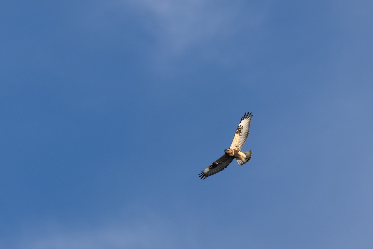 עקב מכנסיים - ML645974074