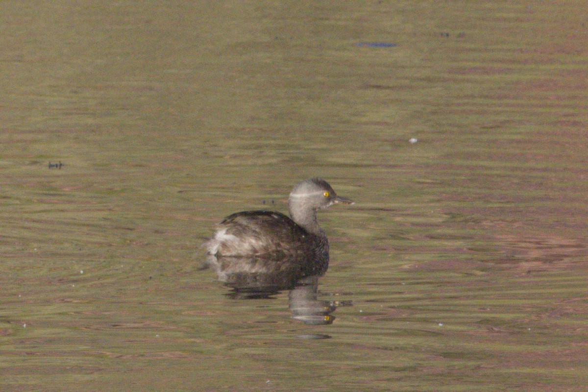 Least Grebe - ML645974080
