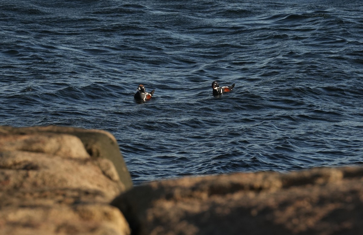 Ahate arlekina - ML645974081