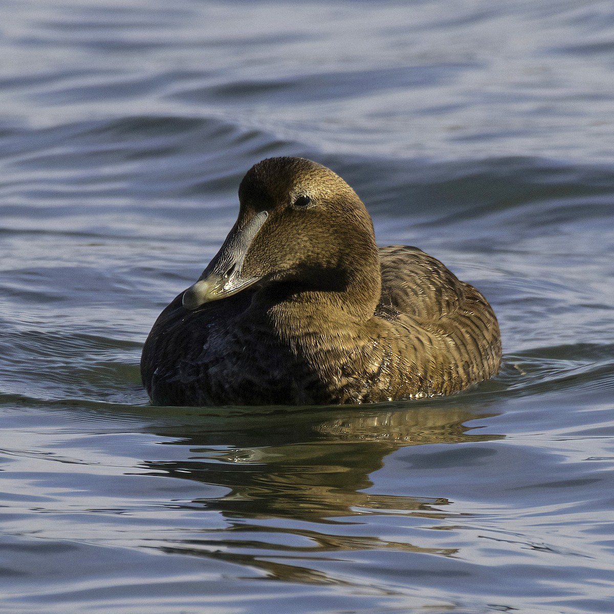 Common Eider - ML645974084