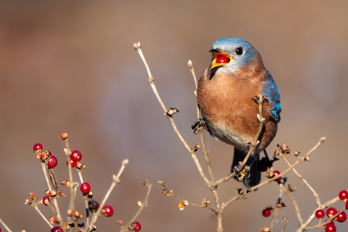 Eastern Bluebird - ML645974091