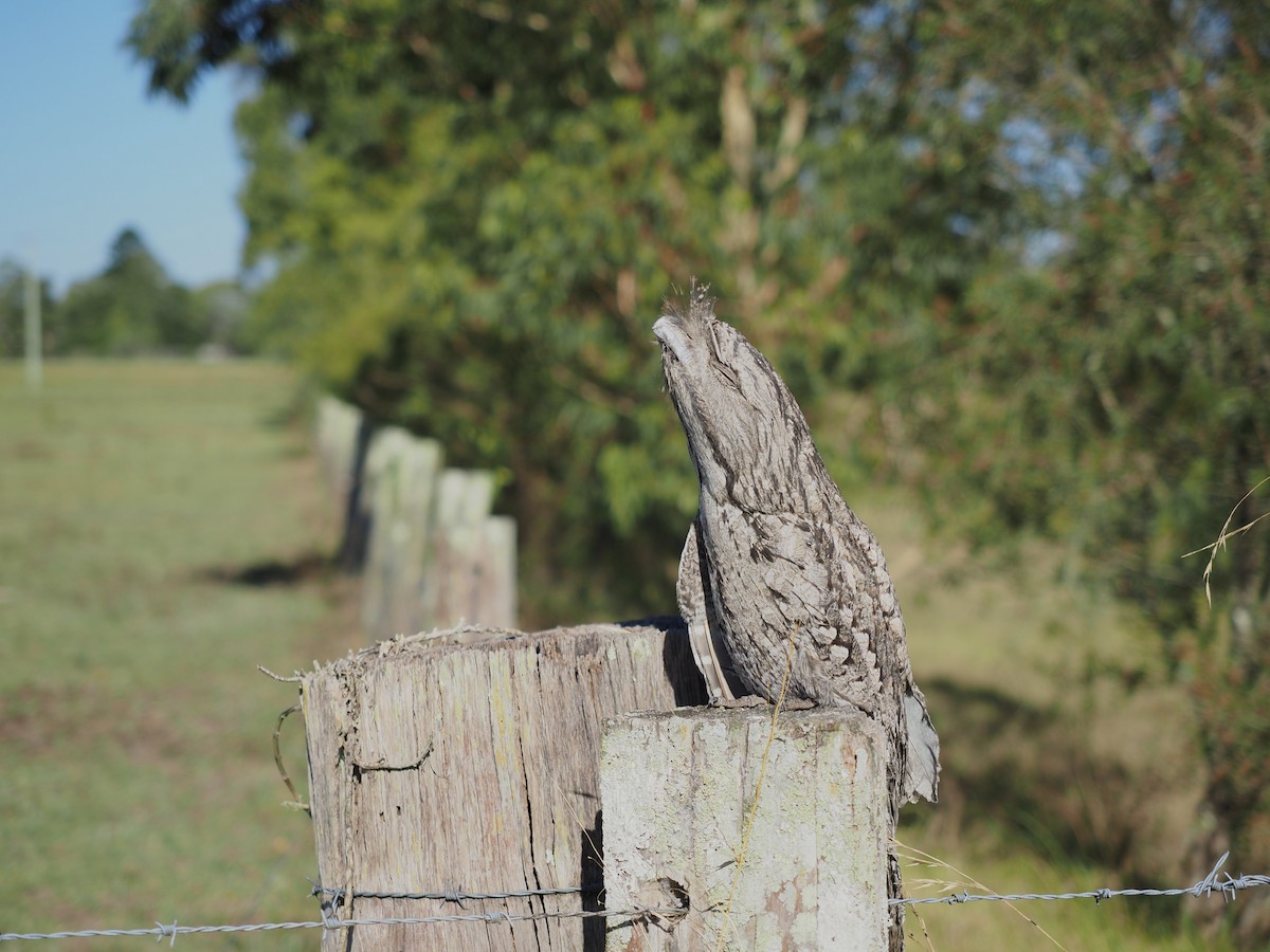 Tawny Frogmouth - ML645974114
