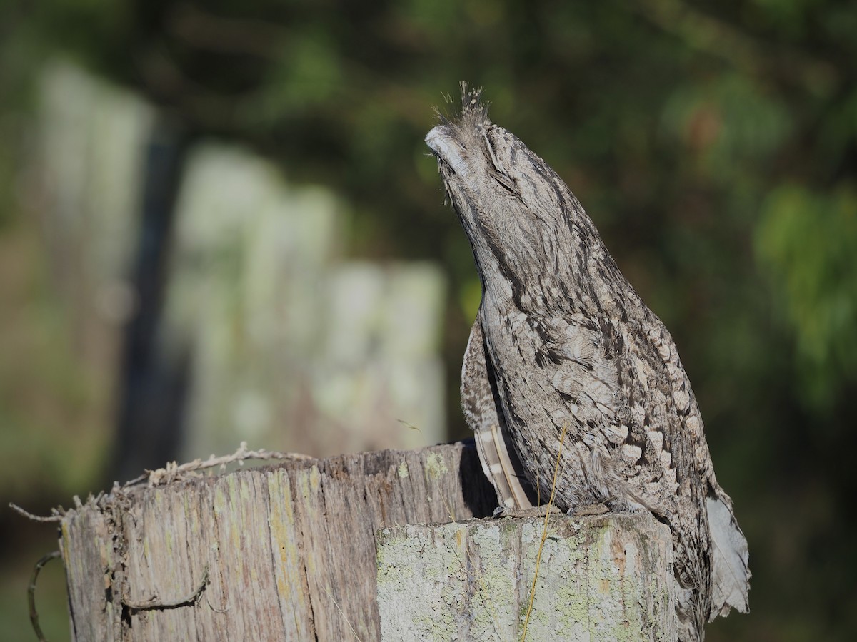 Tawny Frogmouth - ML645974115