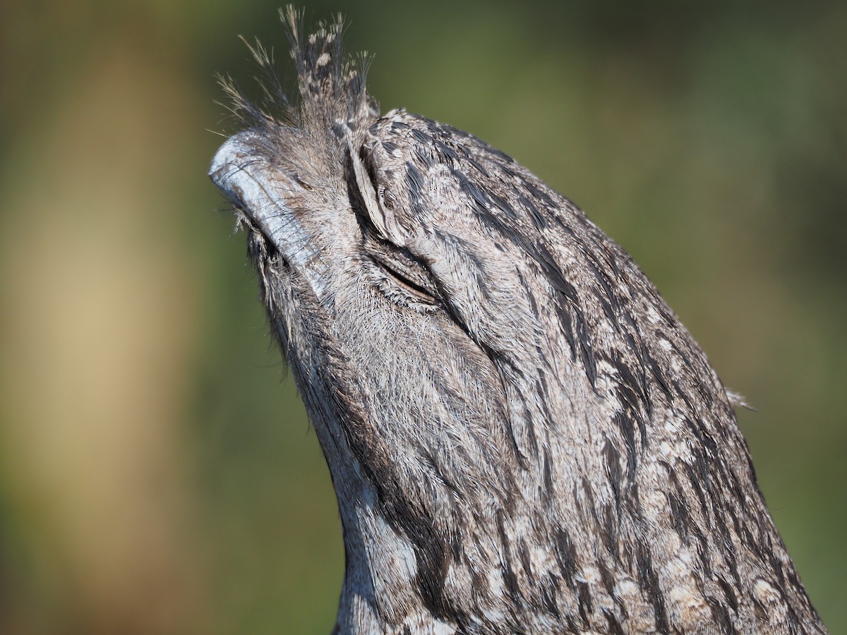 Tawny Frogmouth - ML645974116