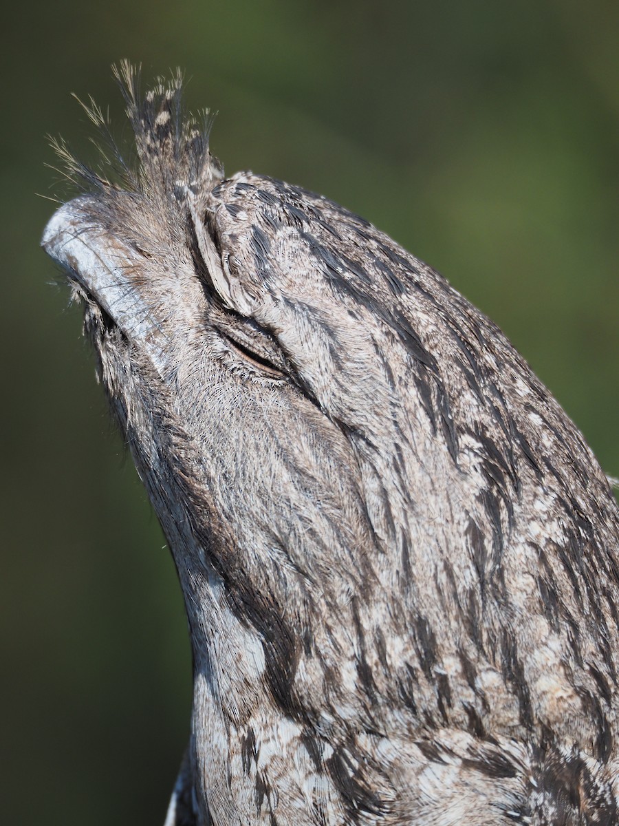 Tawny Frogmouth - ML645974117