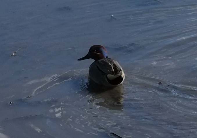 Green-winged Teal - ML645974123