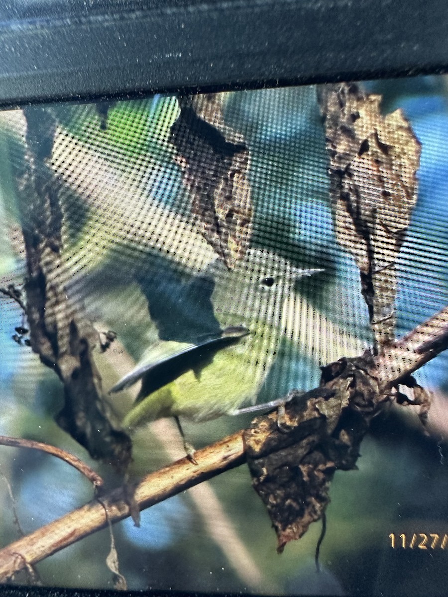Orange-crowned Warbler - ML645974124