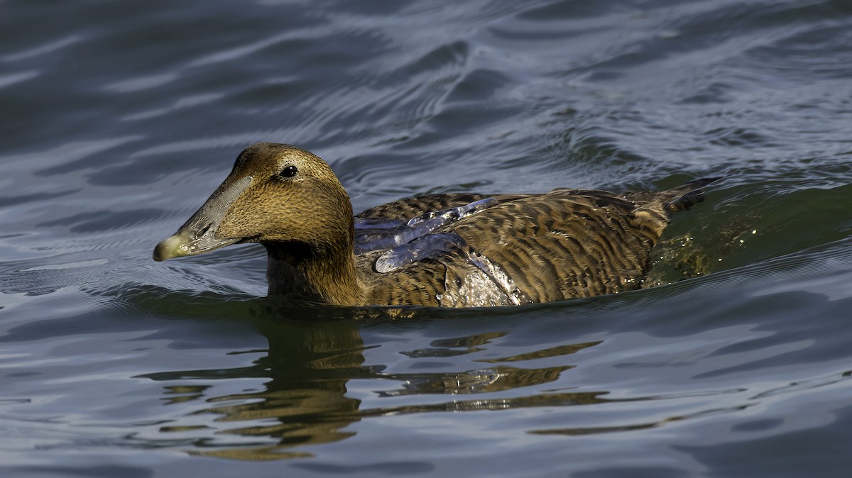 Common Eider - ML645974125