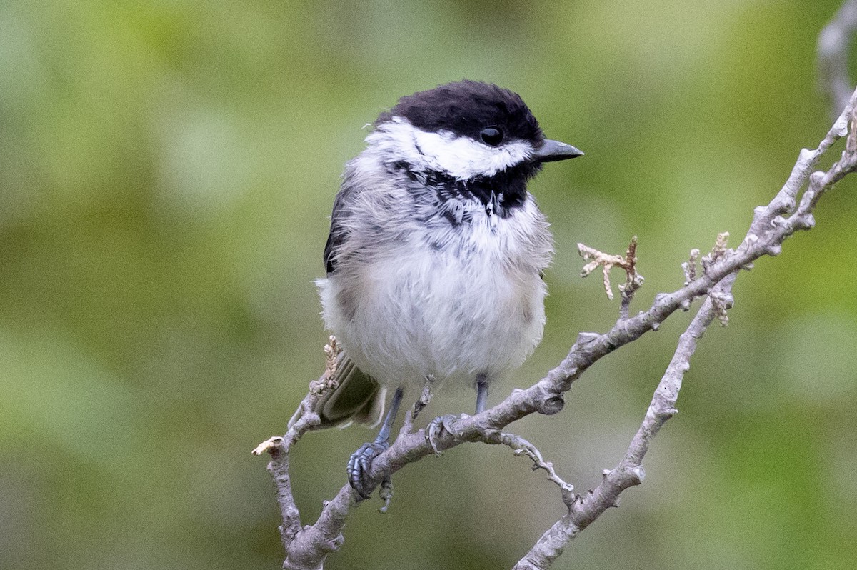 Black-capped Chickadee - ML645974126