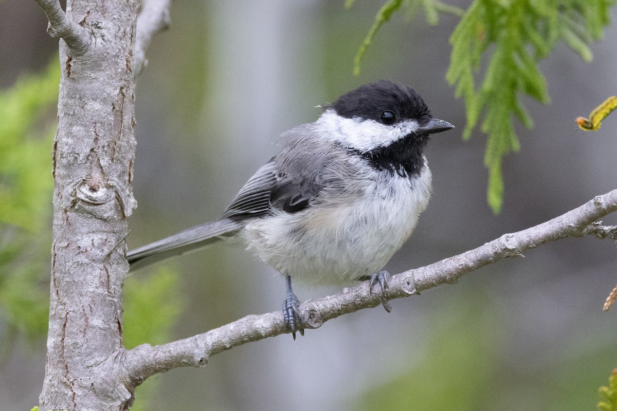 Black-capped Chickadee - ML645974127