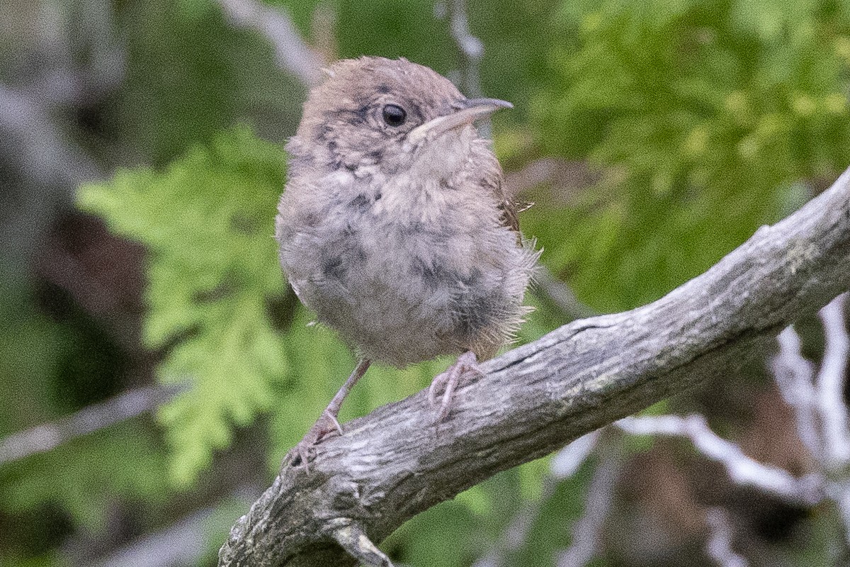 Northern House Wren - ML645974133