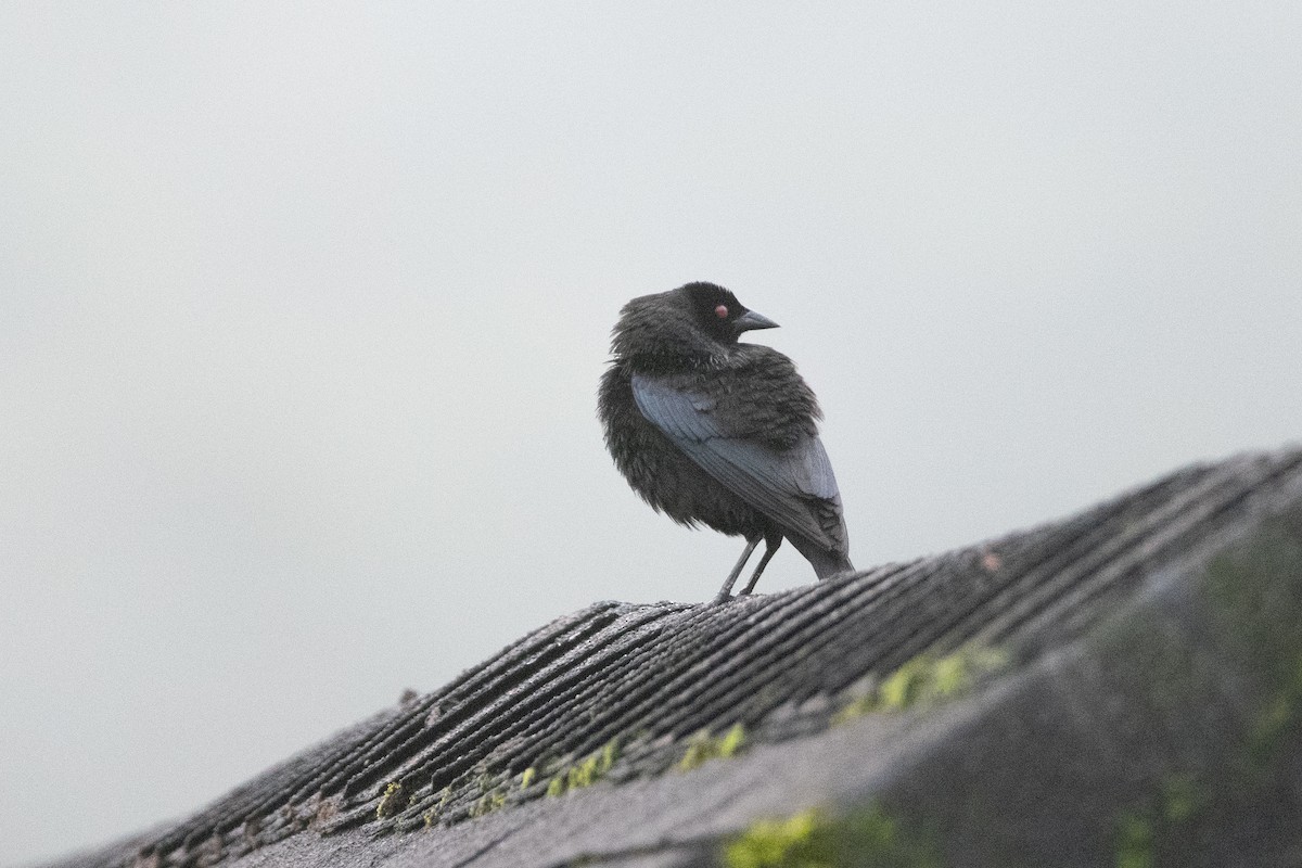 Красноглазый трупиал - ML645974149