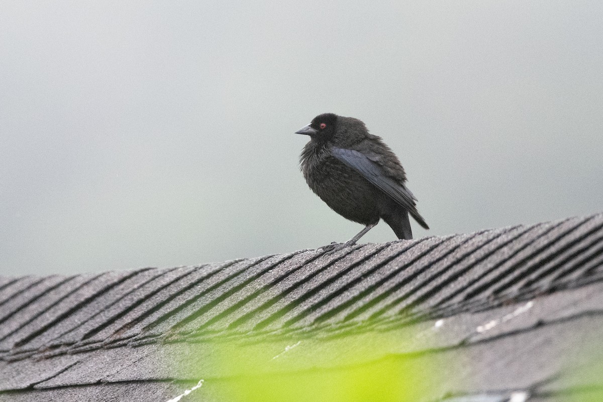 Красноглазый трупиал - ML645974150