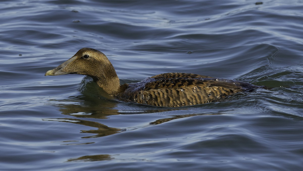 Common Eider - ML645974152