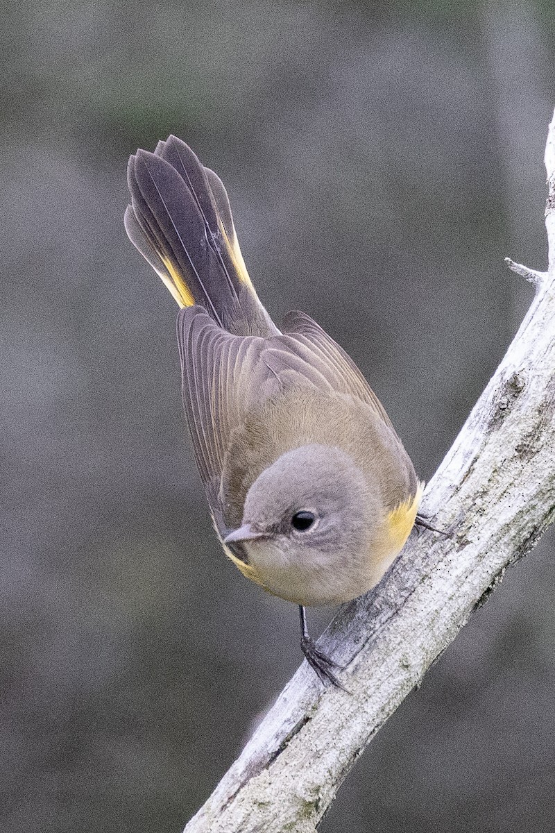 American Redstart - ML645974155