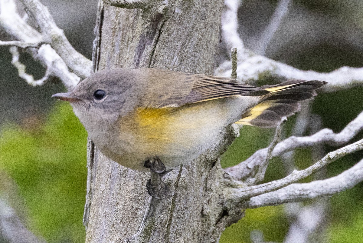 American Redstart - ML645974156