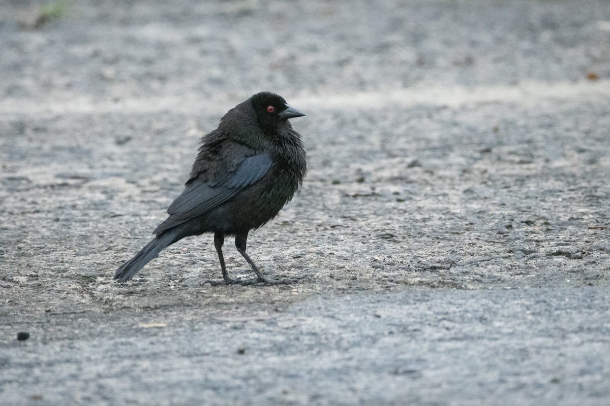 Красноглазый трупиал - ML645974157