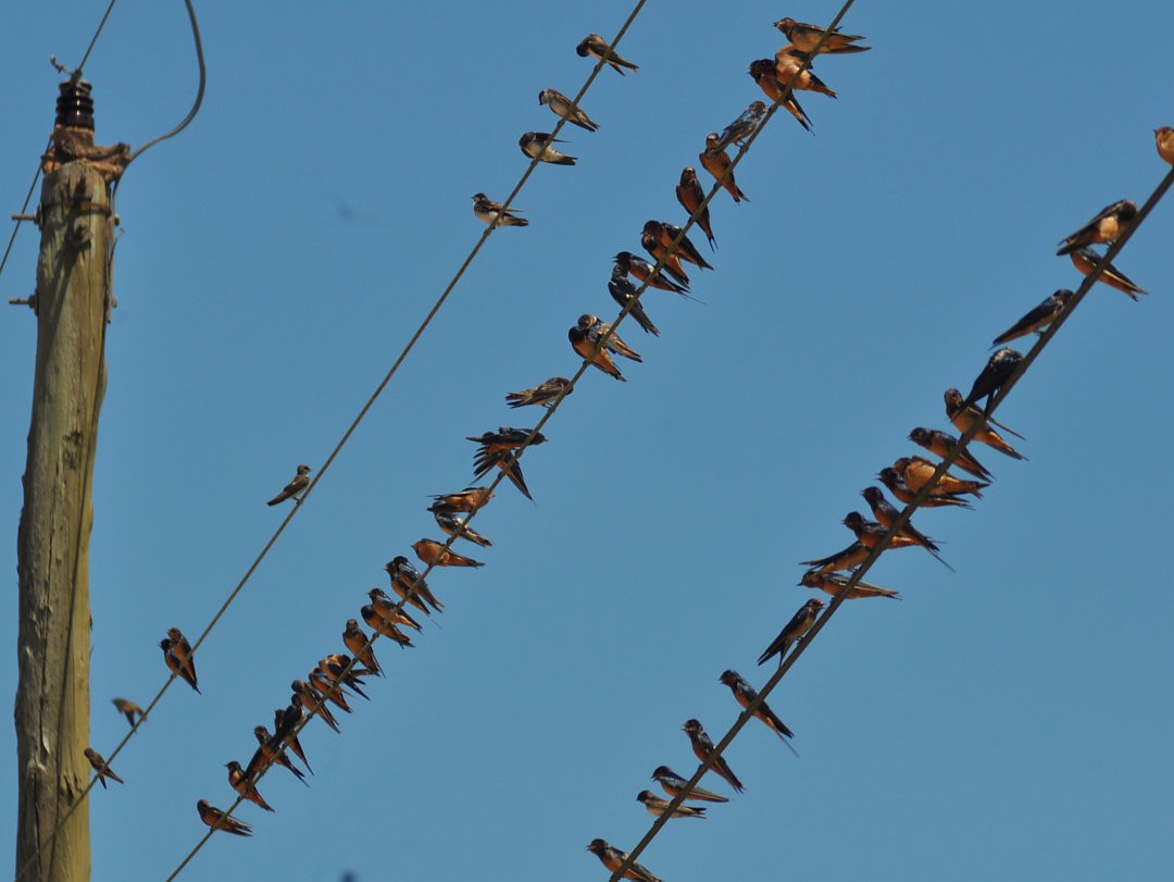 vlaštovka obecná - ML645974166