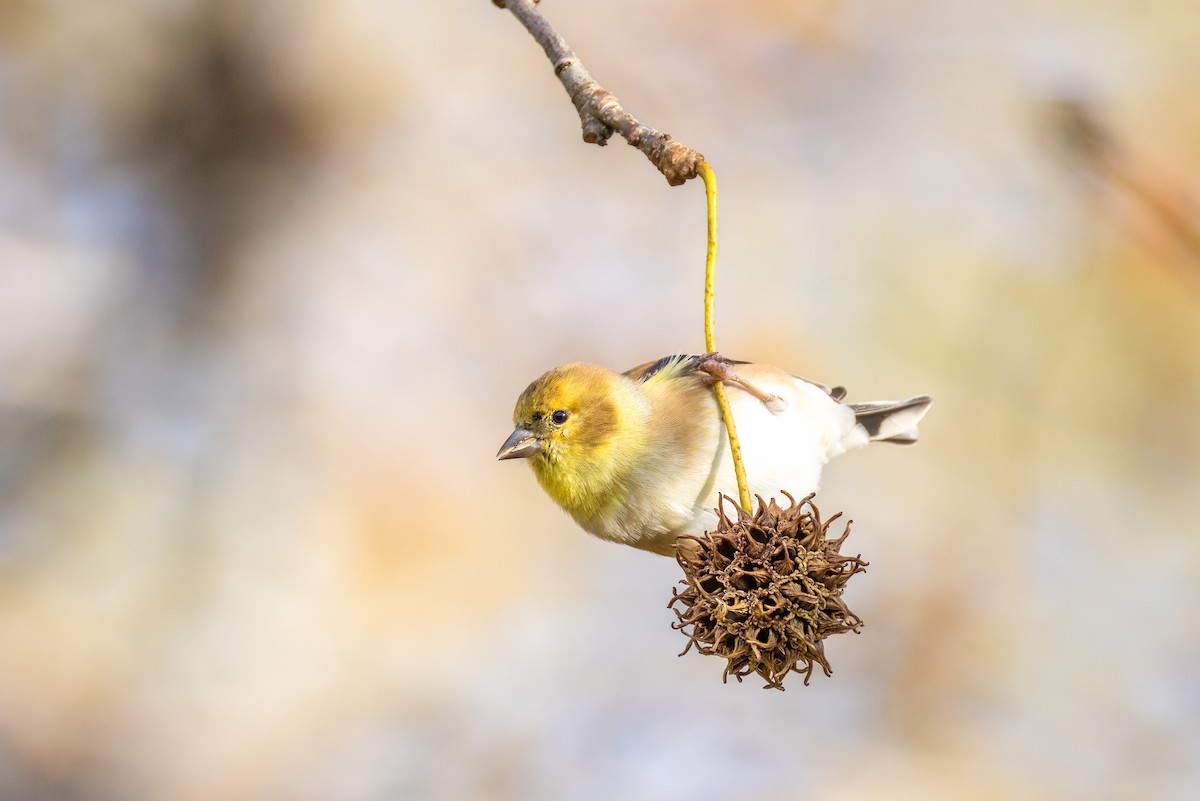 American Goldfinch - ML645974167