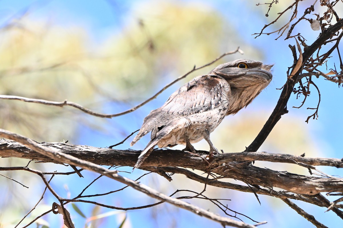 Tawny Frogmouth - ML645974204